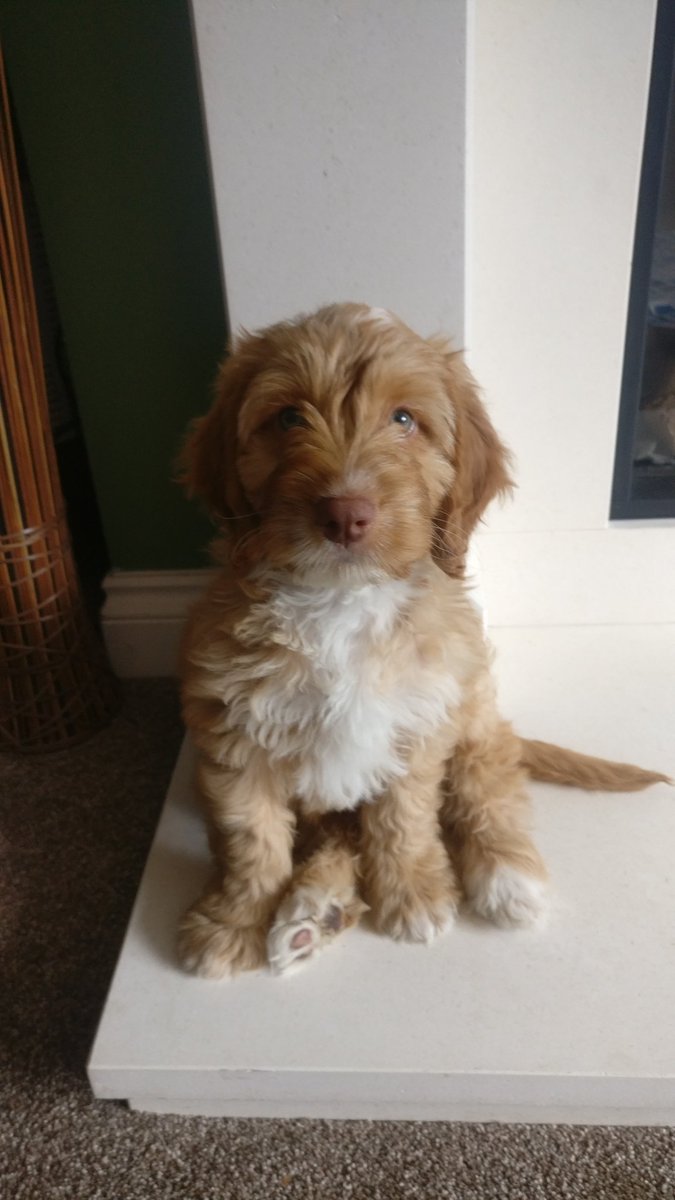 RuttagerR1's tweet photo. @HamillHimself One more for the #pupperpics collection. Our little boy at 8 weeks old. https://t.co/Q8c9e2ippN