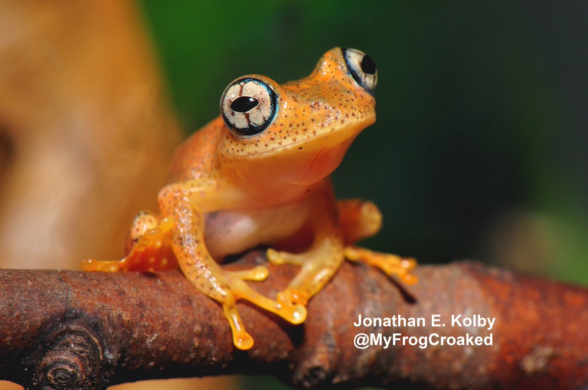 MyFrogCroaked's tweet photo. The need for greater attention on the #conservation of #amphibians was recognized by many countries at #CITESCoP18 today. The issue was proposed by Costa Rica in @CITES Doc 62 (https://t.co/gdBEIgPLlp). I'll join a working group to help consider action items #USatCoP18 #frogs https://t.co/aBYPZMDtzL