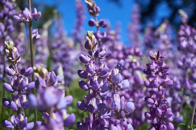 thinkaliker's tweet photo. Flowers I // Cuyamaca #2019⠀
//⠀⠀⠀
#flower #flowers #lilac #purple #nature #hike #backpacking #cuyamaca #statepark #california #sony #sonyalpha #sonyalpha6300 #alpha6300 #a6300 #redditsonyalpha #sonyimages #latergram via Instagram https://t.co/nhvG5z7Y4c https://t.co/u0fXI1KIiK