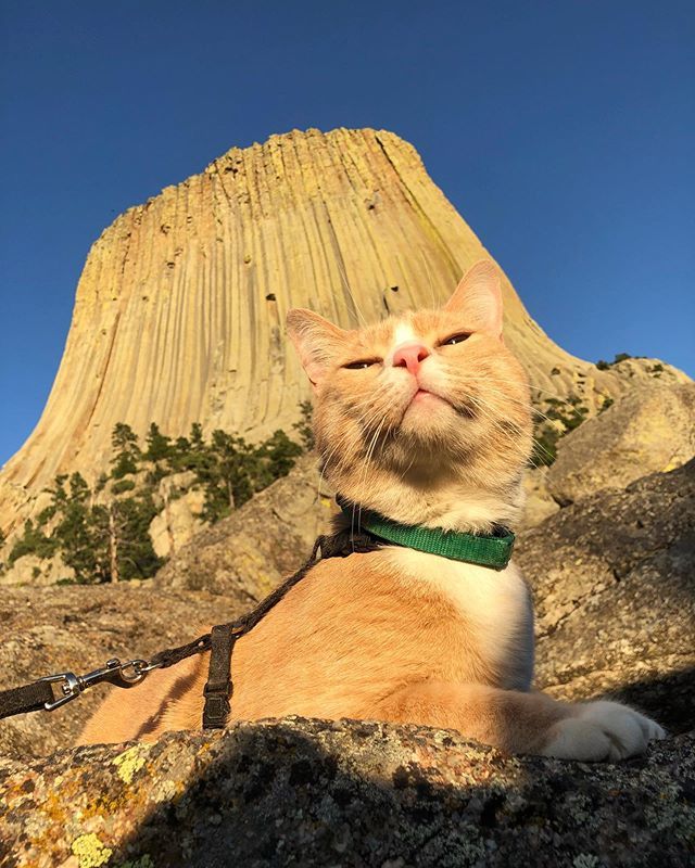 LarkinAndLarkin's tweet photo. Bucky Bronner having a close encounter. He thinks he’s ready to start his cat adventure lifestyle brand/cult. Says it’s destiny 💅💅🌌🛸 #domorewithyourcat #devilstower #butte #catadventures #adventurecat #lifestylebrand #cult #destiny https://t.co/MuWIE5QD4b https://t.co/mEwzHi38Fz
