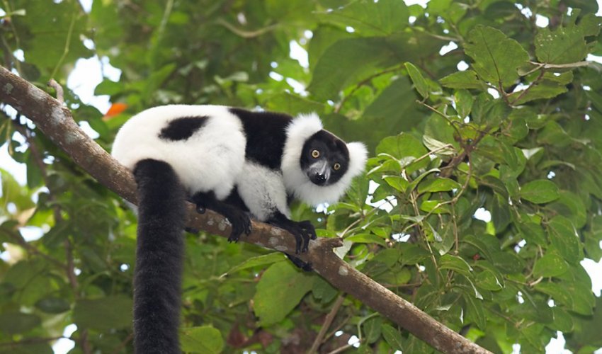 Zahzu's tweet image. Hey everyone!!
If you're out there being super stoked about #RuffandTuff the lemurs -- AWESOME!! Please be stoked!!
I'm super stoked, too!!

But now's also a good time for a reminder:
Lemurs are officially the MOST ENDANGERED MAMMALS ON EARTH!!

Please help raise awareness!! 💜