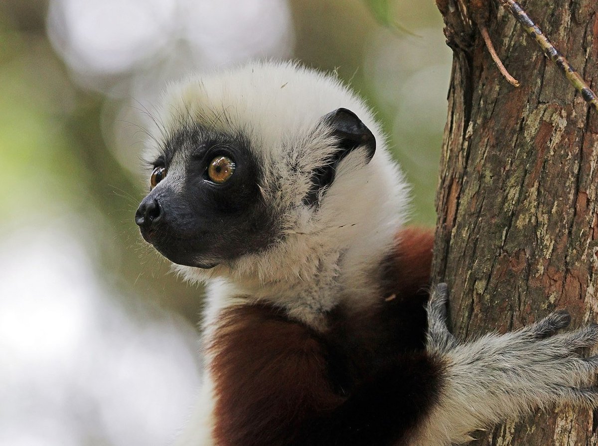 Zahzu's tweet image. Hey everyone!!
If you're out there being super stoked about #RuffandTuff the lemurs -- AWESOME!! Please be stoked!!
I'm super stoked, too!!

But now's also a good time for a reminder:
Lemurs are officially the MOST ENDANGERED MAMMALS ON EARTH!!

Please help raise awareness!! 💜