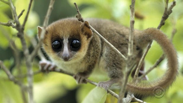 Zahzu's tweet image. Hey everyone!!
If you're out there being super stoked about #RuffandTuff the lemurs -- AWESOME!! Please be stoked!!
I'm super stoked, too!!

But now's also a good time for a reminder:
Lemurs are officially the MOST ENDANGERED MAMMALS ON EARTH!!

Please help raise awareness!! 💜