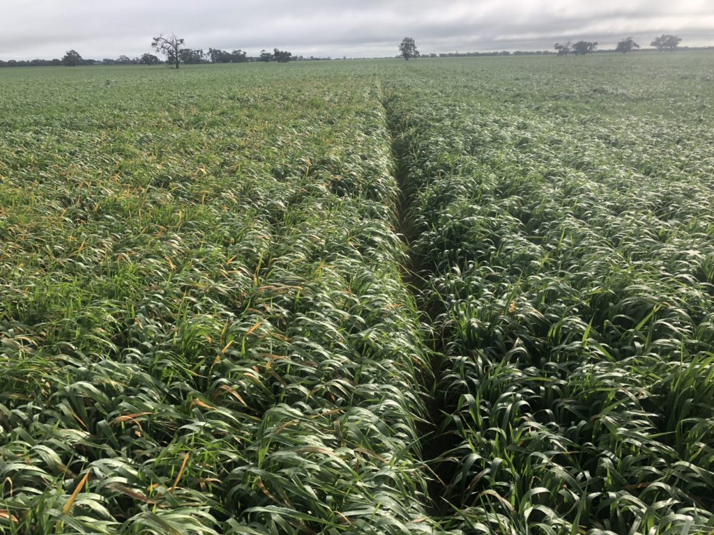 Matt Witney (@dmag_consultant) on Twitter photo Blind assessment on oat fungicide trial at Wycheproof showing large differences in green leaf area % - treatments sprayed out 30th July. DM cuts to come soon <a href="/SeanM_DMAg_SA/">Sean Matthewson</a> <a href="/DSchub11/">David Schubert</a> <a href="/JoashParker/">Joash Parker</a> <a href="/aidanpmcgrath/">Aidan McGrath</a> <a href="/mattelliott32/">Matt Elliott</a> <a href="/bairdy_78/">Peter Baird</a> <a href="/krisso888/">Kris Dixon</a> Blind assessment on oat fungicide trial at Wycheproof showing large differences in green leaf area % - treatments sprayed out 30th July. DM cuts to come soon <a href="/SeanM_DMAg_SA/">Sean Matthewson</a> <a href="/DSchub11/">David Schubert</a> <a href="/JoashParker/">Joash Parker</a> <a href="/aidanpmcgrath/">Aidan McGrath</a> <a href="/mattelliott32/">Matt Elliott</a> <a href="/bairdy_78/">Peter Baird</a> <a href="/krisso888/">Kris Dixon</a>
