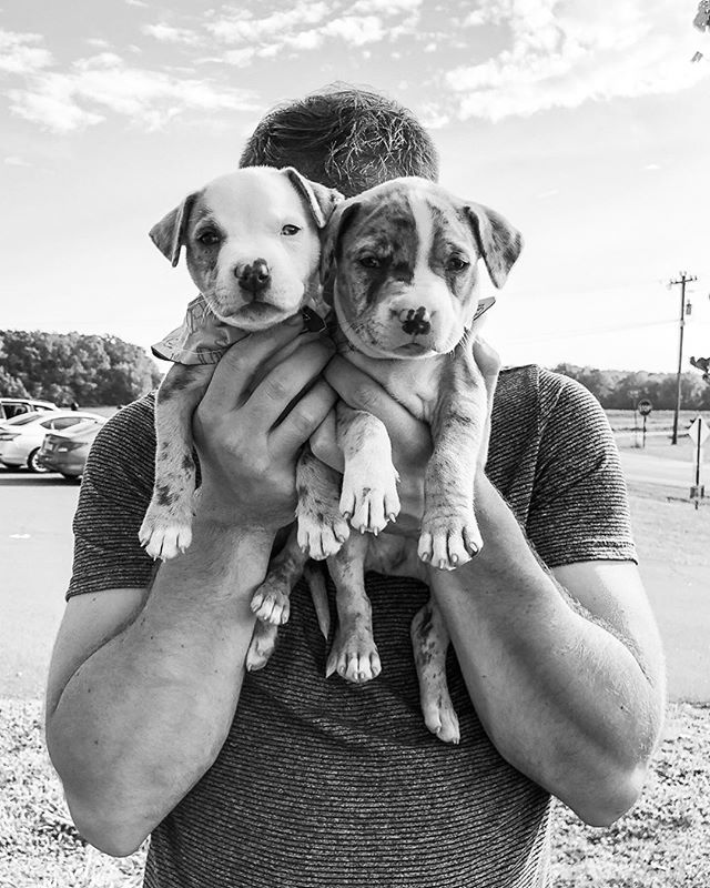 BedlamVodka's tweet photo. Say hello to Grizzly Graybeard & Gorty! These cuties are part of the Bedlam litter @hopeanimalrescue and will be 2 of 4 sweet puppers at our Puppies, Polish, & Punch event with #offlinepremium members of @offlineraleighdurham at @littlecityral this Wedne… https://t.co/kUjjFRWaSk https://t.co/9kSIdiRpbk