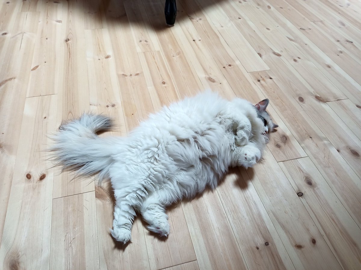 冷房つきの快適なおうちで過ごした猫さん 夏なのにフサフサの冬毛になられる ウチもなんかそんな気がします Togetter