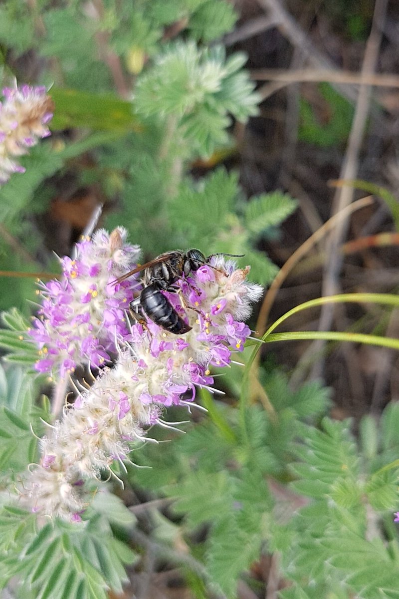 Rebekah_Neufeld's tweet photo. Seems that Silky Prairie Clover is the place to 'bee' @NCC_CNC MB's Lauder Sandhills project. A Threatened species in Manitoba, it occurs in partially stabilized &amp; open sand prairies, which require some disturbance, such as grazing/fire, to maintain appropriate habitat conditions https://t.co/wDTcQtdvM3