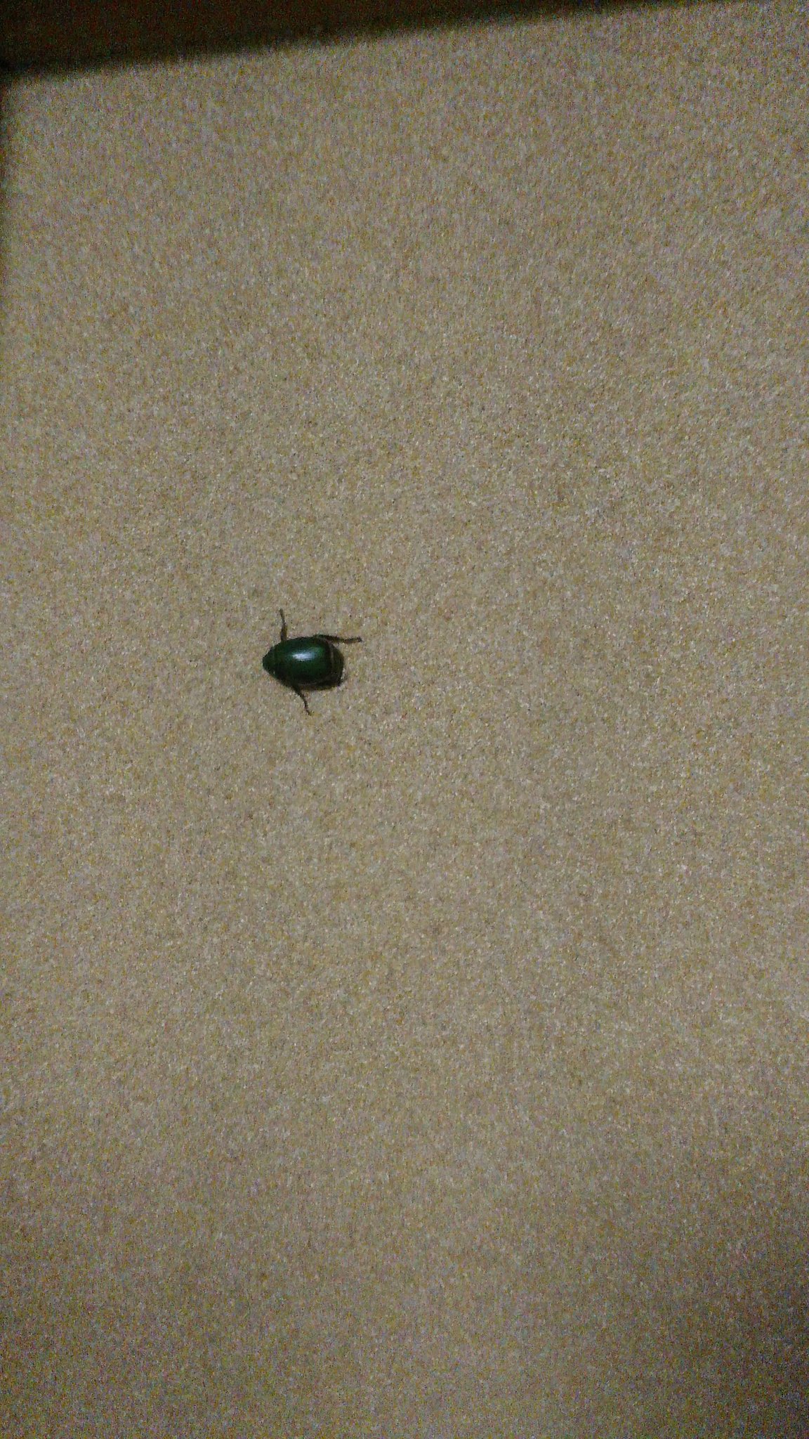 早紀 Shuuty Ss 秀ちゃん 今度は家のなかにカナブンがいる そとに逃がした方がいいよね 餌なくて死んじゃうもんね 何で俺に言うの ですよね 私頭のねじが沢山落ちてしまって 脳みそが幼稚園なんです 赤ちゃんではないと思う 文字打てるから