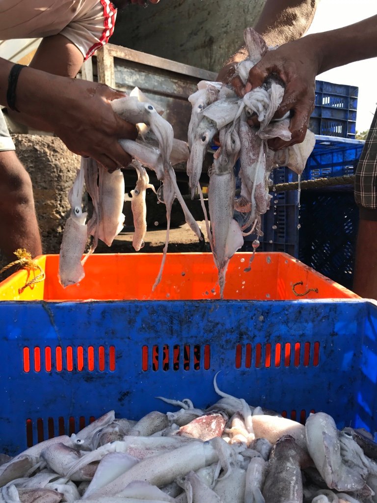 Amrita Gupta Nambiar (@agnambiar) on Twitter photo Industrial fishing practices are emptying our oceans and undermining the livelihoods of coastal communities everywhere. I chatted with <a href="/isawstephen/">isawstephen</a> about what I learned while reporting in Goa, India. Check out <a href="/whetstone_mag/">Whetstone Magazine</a>'s brand new podcast for more! whetstonemagazine.com/pointoforigin Industrial fishing practices are emptying our oceans and undermining the livelihoods of coastal communities everywhere. I chatted with <a href="/isawstephen/">isawstephen</a> about what I learned while reporting in Goa, India. Check out <a href="/whetstone_mag/">Whetstone Magazine</a>'s brand new podcast for more! whetstonemagazine.com/pointoforigin