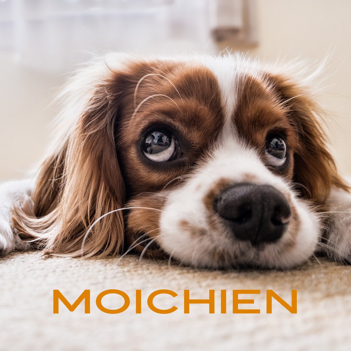 MoiChien2's tweet photo. Amig@s los invitamos a unirse a nuestra comunidad donde podrás compartir experiencias de tu perrhij@ 🐶 

También podrás recibir las mejores promociones y recomendaciones

📣 visita https://t.co/eh0irH3FHS

#PlayaDelCarmen #Comunidad #Moichien #ComunidadPerruna #TuTiendaOnline https://t.co/vDisJegBpR