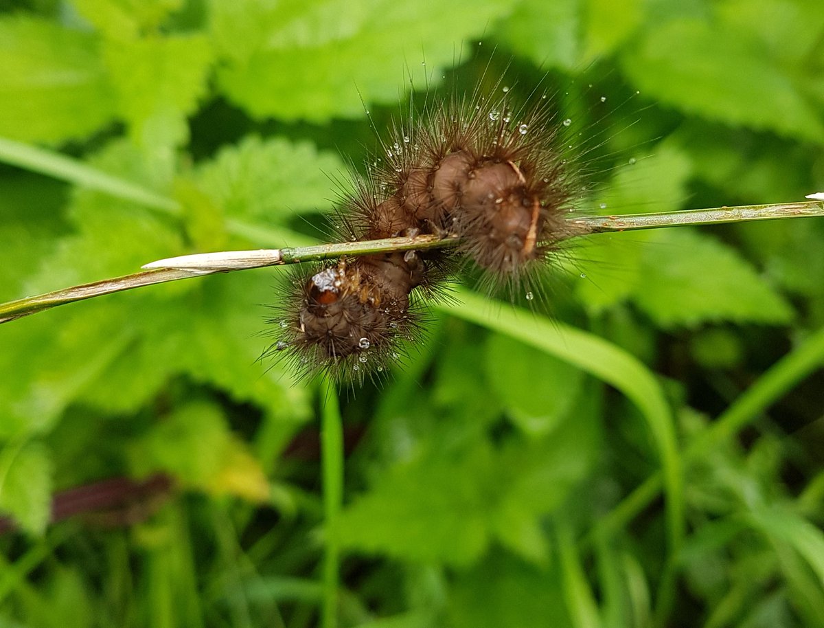 84adastra's tweet photo. Today's site photo of the day : A very hungry caterpillar after the rain shower. I love my job so much! @JBAConsulting @jbabentleyJV @EnvAgency https://t.co/RyDXQHsp9S