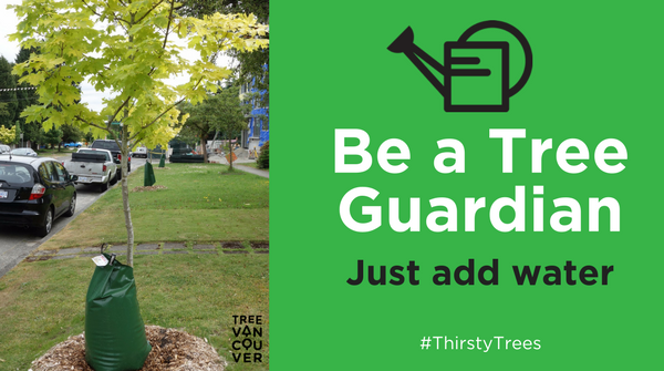 greenestcity's tweet photo. There are 145,000 street trees in @CityofVancouver! Water street trees if you see signs of stress like wilting leaves, or early leaf drop. You can help them survive by becoming a #treeguardian Get tips for tree care: https://t.co/ucdtCdvTIZ #ThirstyTrees #Vancouver https://t.co/jw1u01eIqW