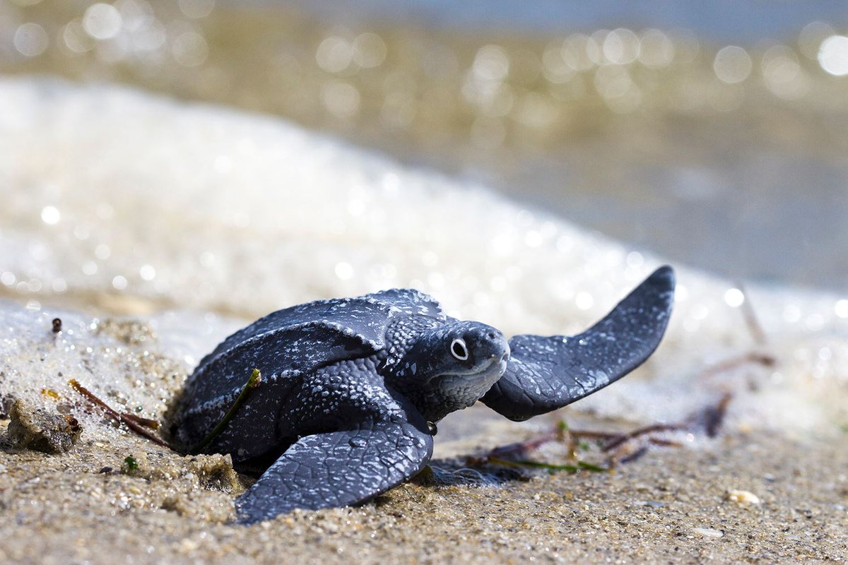 We like to joke that our children speak a different language, and those jokes often come in the teenage years. All jokes aside, however, children ages three to eleven generally DO speak a different language, and that language is play. #toysthatteach #educationessentials