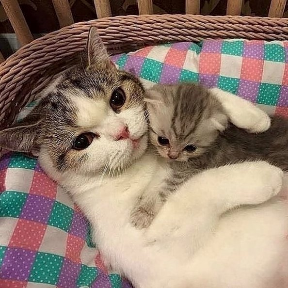 TodayCat1's tweet image. 😻💝 #cat #kitten #kitty #caturday #catmom #kittens #pet
