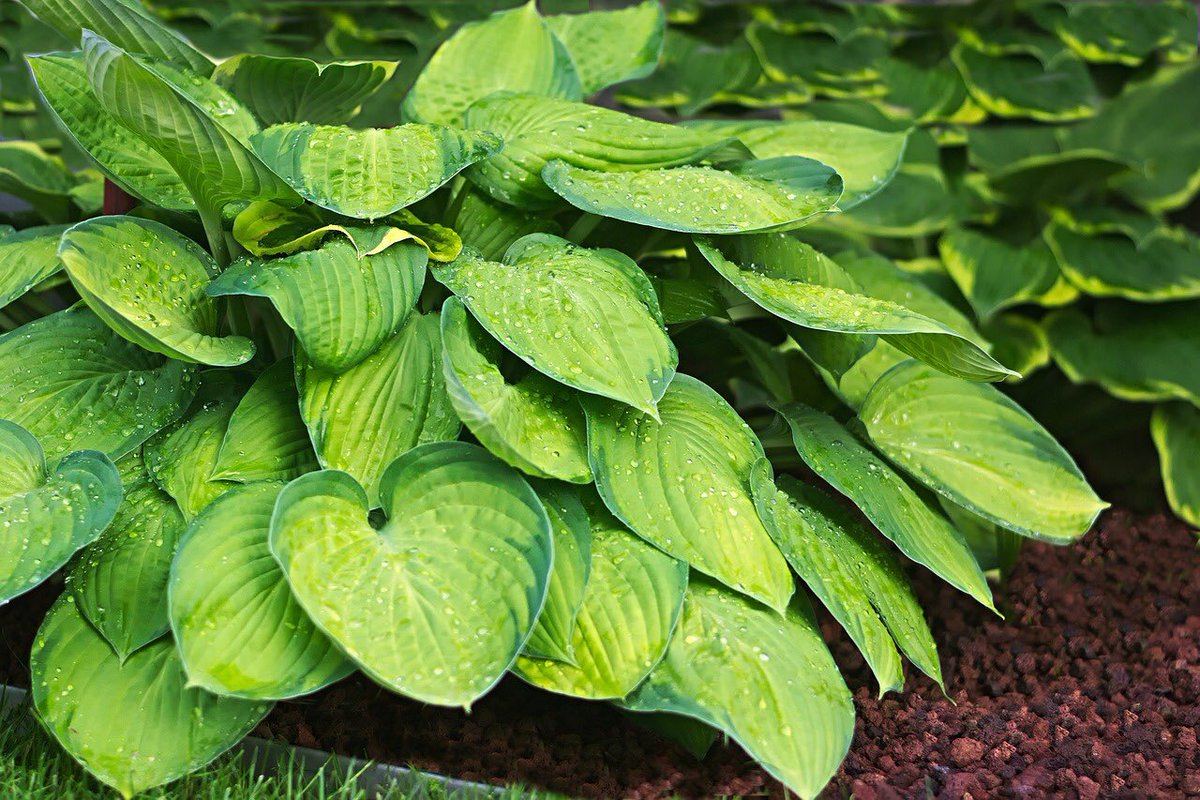 NonprofitAF's tweet photo. I don’t know who needs to hear this, but remember, you can’t please everyone. You are not a varietal of hosta, a delightful shade-tolerant foliage plant that makes every garden sparkle. https://t.co/gUsQ4fPrmN