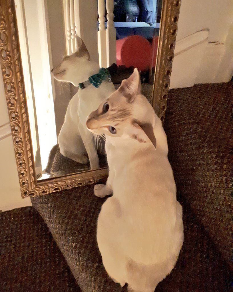 jolenehunter's tweet photo. And who mightvthis handsome young meezer be?? #JessiePinks💜🐯 #CuteCat #SnowTiger 
1 sleep to #FreePinker #CatsOfTwitter @Diablo_Siamese https://t.co/m4MVLMB0Gb