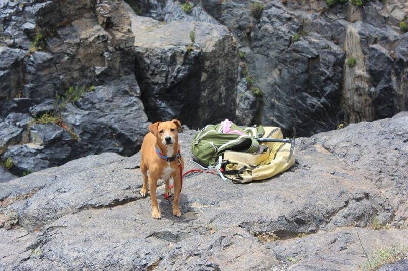 Top 21 Best Dog Camping Gear Items

Camping with your dog will definitely be easier if you have these critical dog camping gear items. survivalsullivan.com/dog-camping-ge…