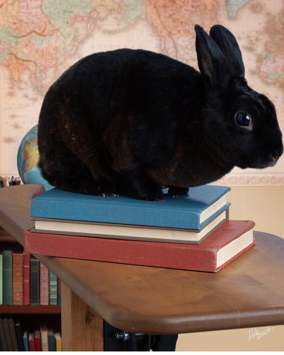NeuschwangerH's tweet photo. Alex Cabot the Rabbit looks so handsome in his class photo.  @HCPSForestHills #classpet #fluffybunny #bunnymodel #PantherPride https://t.co/x6NiR8huL2