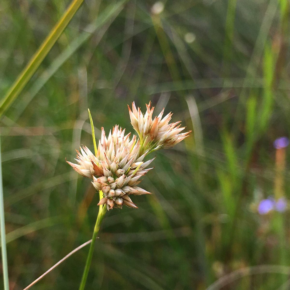 metaphytics's tweet photo. #monocotmonday another non-carex sedge, this one is the surprisingly showy (for a sedge) white beaksedge (Rhynchospora alba). it loves acidic wetlands like sphagnum bogs, and can be found showing off its whitened glumes in the summer and into the fall. #sedges #botany #nature https://t.co/b31wyzhf4t