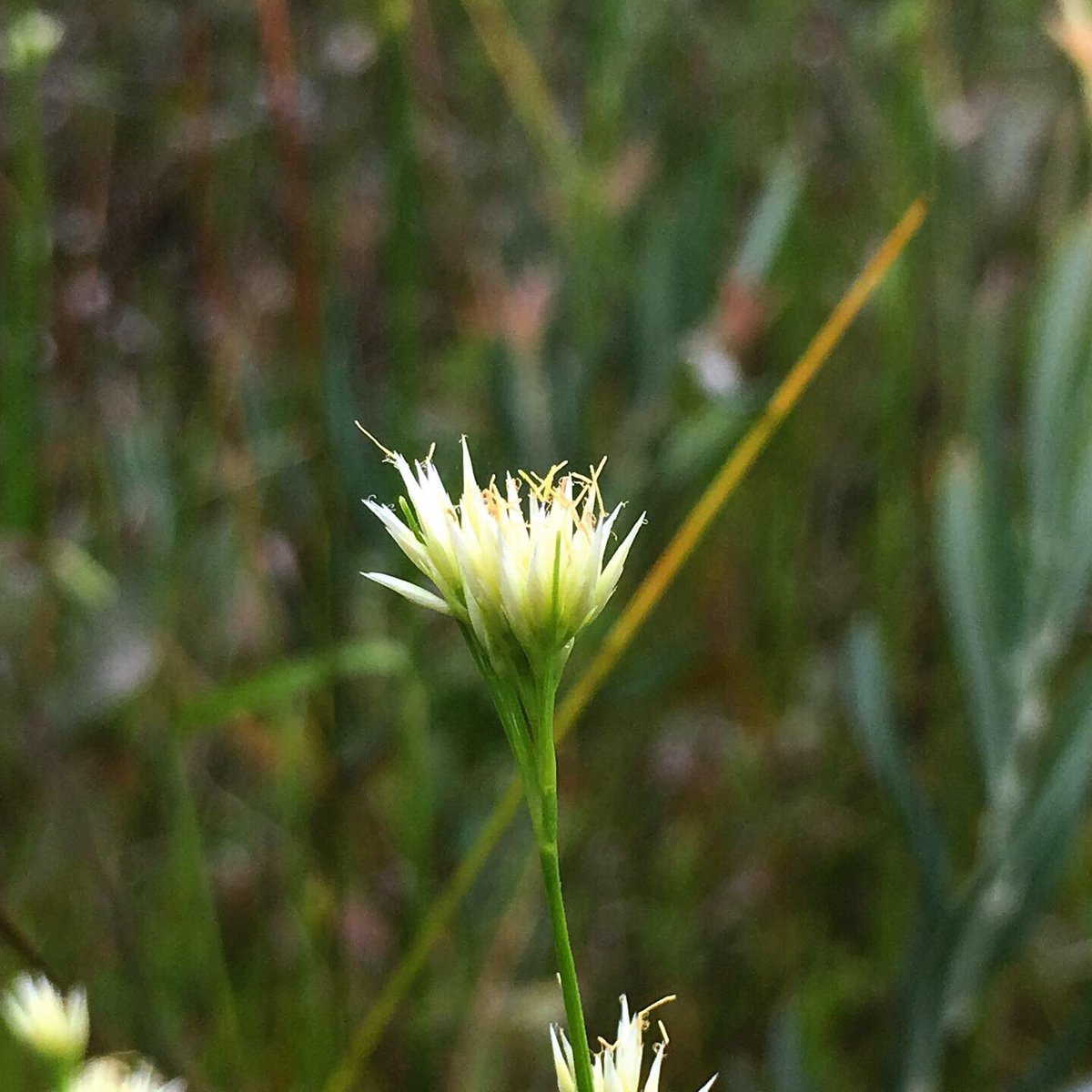 metaphytics's tweet photo. #monocotmonday another non-carex sedge, this one is the surprisingly showy (for a sedge) white beaksedge (Rhynchospora alba). it loves acidic wetlands like sphagnum bogs, and can be found showing off its whitened glumes in the summer and into the fall. #sedges #botany #nature https://t.co/b31wyzhf4t