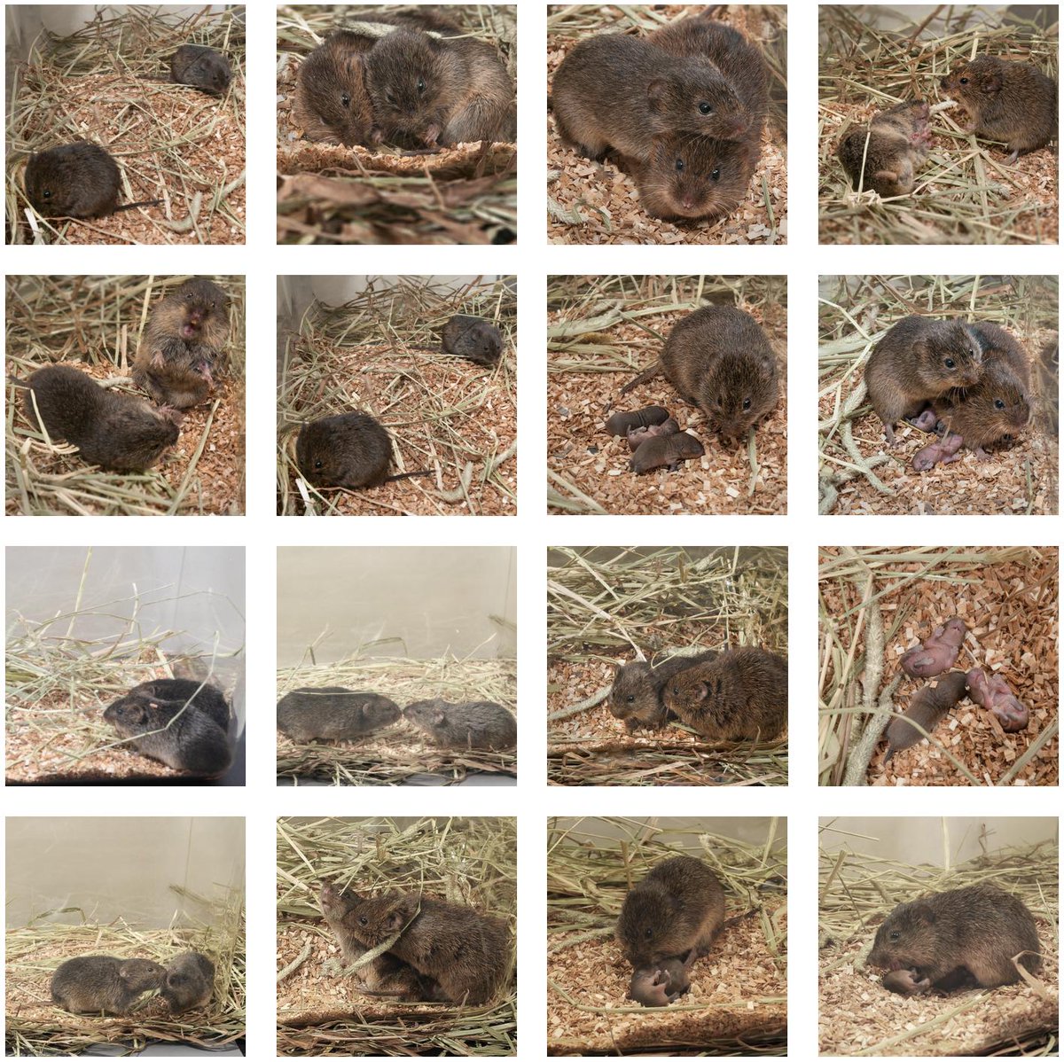 SmithLabKU's tweet photo. #VoleMeeting2019 this week! Can't wait. Let's kick the week off with a vole gallery. Please share your own favorite vole images. #MicrotusMonday https://t.co/9jXnk3IlDK