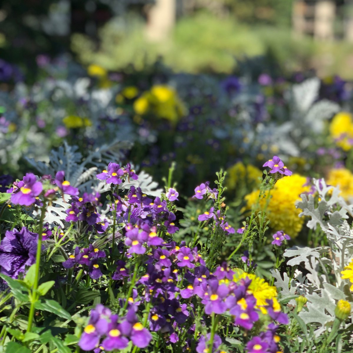 EpicMtnExpress's tweet image. Perk up your Monday and take a stroll around the villages to enjoy the flowers!
#Colorado #Wildflowers #ColoradoSummer
#RideEpic