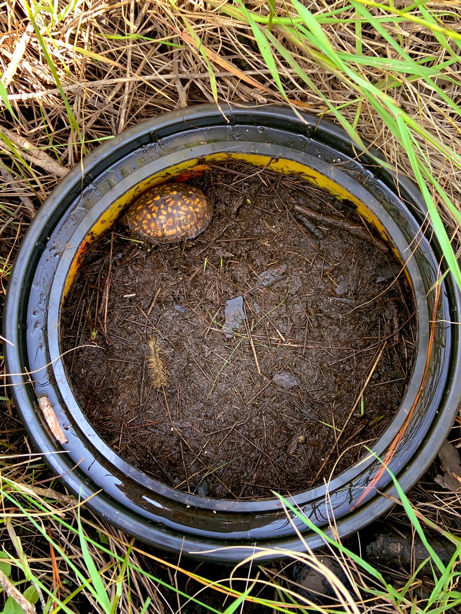 wetland_melinda's tweet photo. We found a cute turtle in my soil chamber today! #ardonlab #fieldwork https://t.co/HmaOcxGEHs