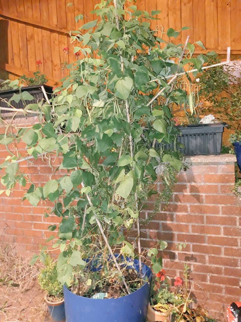 JulieNicholas_'s tweet photo. Because my driveway faces south & runner beans like the sun. That's why. #drivewaycontainergardening
#explainingwhy https://t.co/KmitSC8Iqe