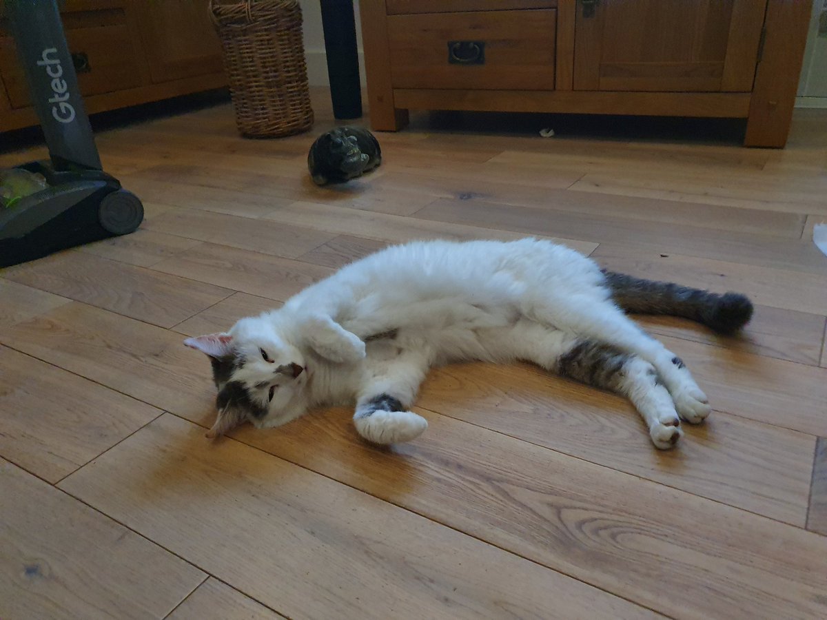 markramcat's tweet image. #WorldPhotographyDay This is me relaxing after a hard day working