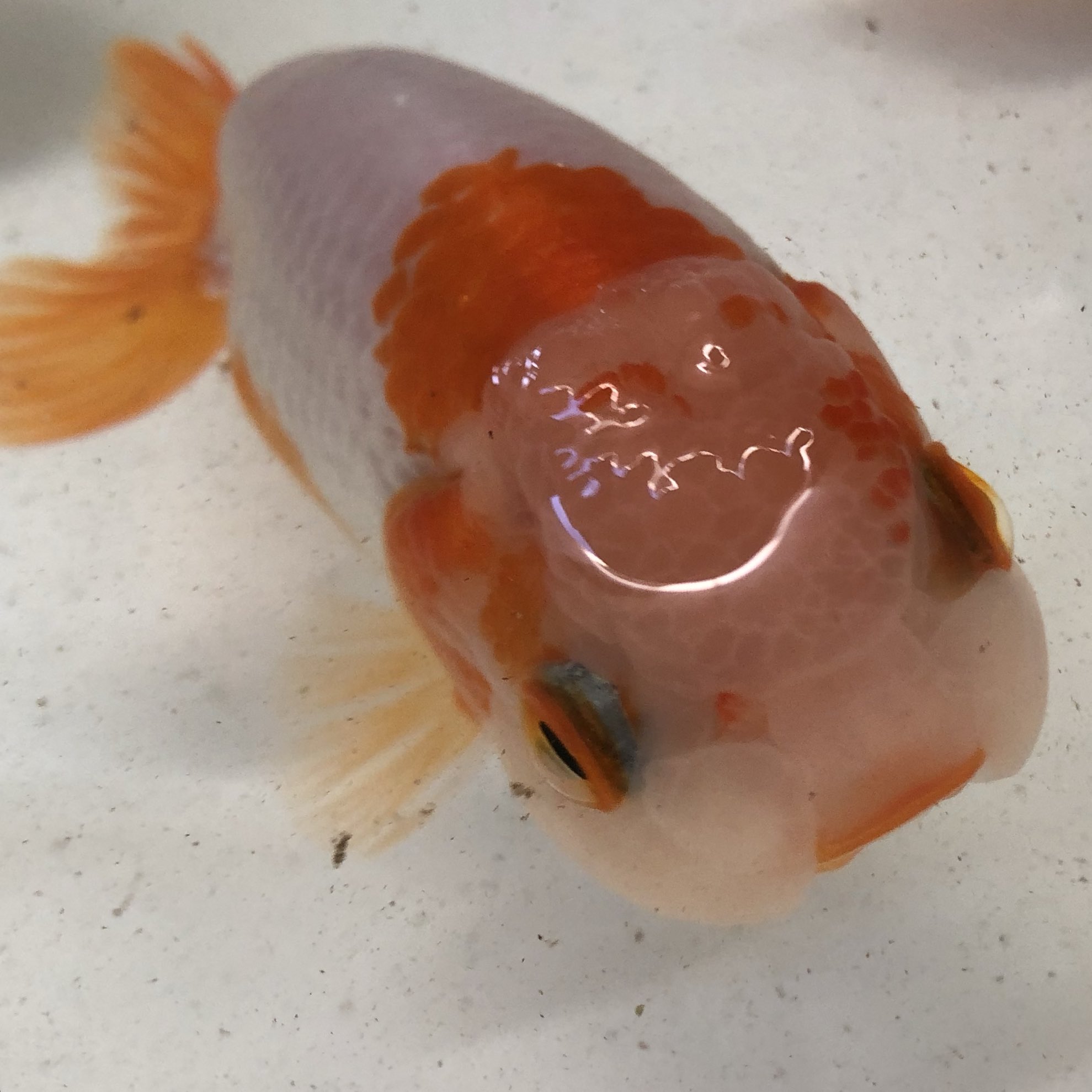 あこにゃん 黒目hunter おはらんちゅう Ye 8 E 金魚 金魚がんばる部 らんちゅう らんちゅうかわいい かわいい金魚 あこにゃん 黒目hunter おはらんちゅう Ye 8 E 金魚 金魚がんばる部 らんちゅう らんちゅうかわいい かわいい金魚