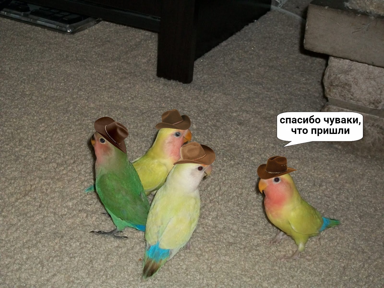 Смешные попугаи до слёз