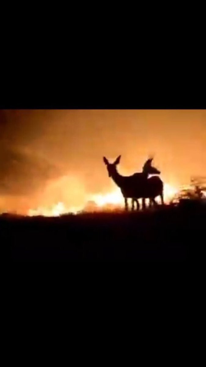 İzmir’de yaklaşık 2 gündür devam eden ve söndürülemeyen yangın yürekleri de yaktı. Bir çok canlı yaşamını yitirdi. Müdahale konusunda zaafiyet vatandaşların tepkisini çekerken ardından bu görüntüler kaldı. 

#izmiryanıyor