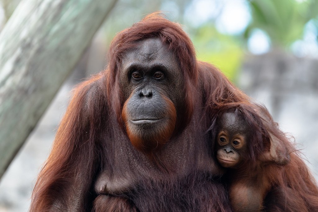 Currently, orangutans can only be found on the islands of Borneo and Sumatra, in SE Asia, but historically they lived throughout much of mainland Asia. In the wild, adults are largely solitary, although females hang out with their kids, who remain dependent for up to 8 years!2/6