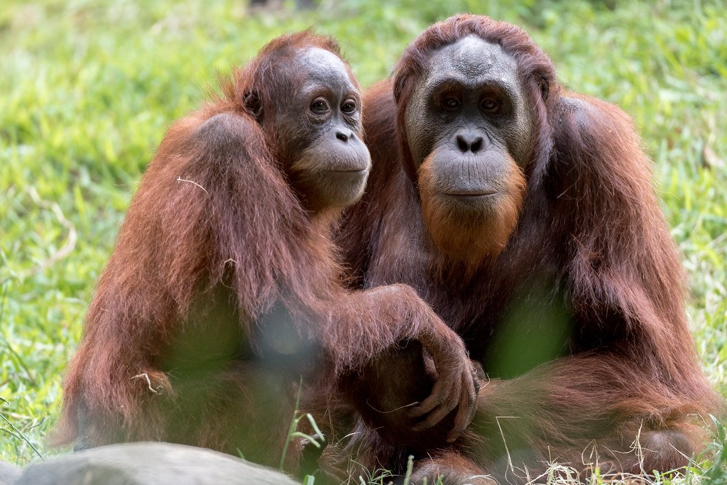 As one of our closest relatives and among the most clever animals, orangutans have much to teach us about human & ape evolution & animal minds. Unfortunately, they are also highly endangered, facing grave threats from deforestation (e.g., for palm oil plantations) and hunting5/6
