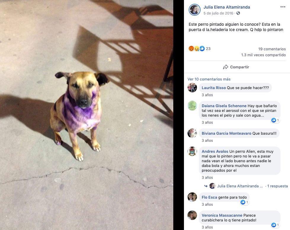 MascotasSismo's tweet photo. Nos mandaron una denuncia FALSA sobre perros que fueron pintados en la marcha feminista. Antes de compartir, hay que comprobar que la información sea verídica. Al parecer en ambos casos se trata de violeta de genciana, una tintura que se usa para curar heridas. https://t.co/04pKq3AU5O