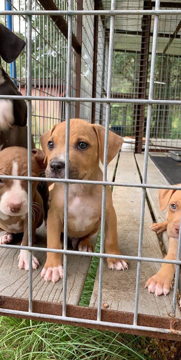 REA_VIS's tweet photo. Got 2 pit puppies, male and female first round of shots and wormed $150 https://t.co/oLLMyQW5cv