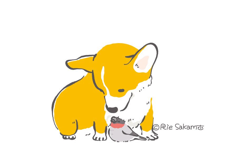 「もふもふぅなコーギーと鳥
#corgi #コーギー #イラスト #コギまるけ #」|サカモトリエ/イラストレーターのイラスト