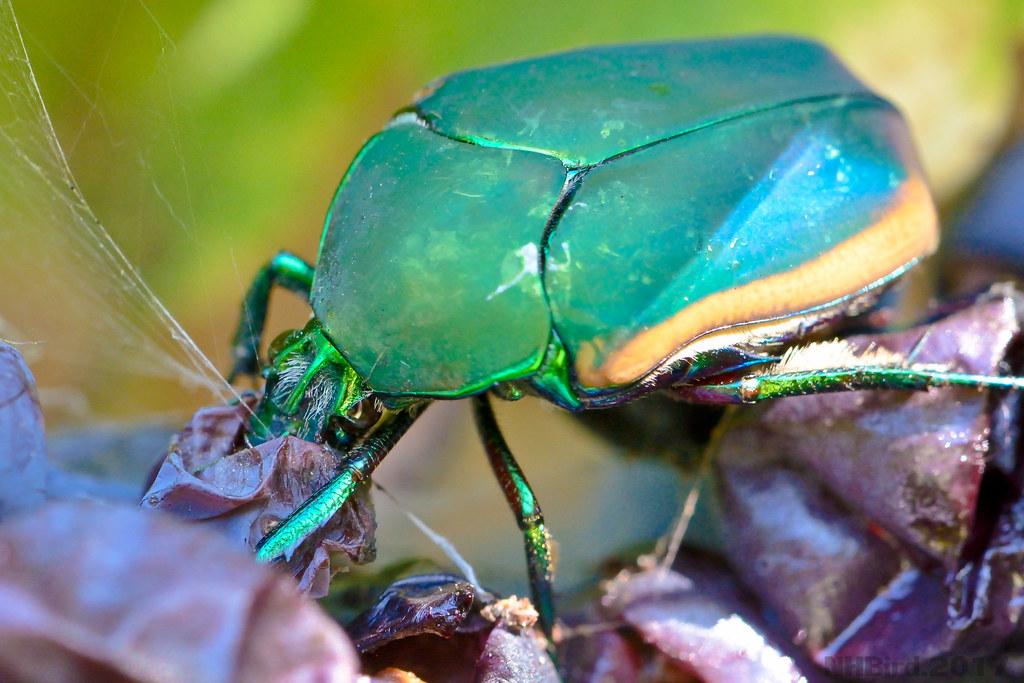 توییتر ウチューじん ささき در توییتر カナブン とよく似た コガネムシ は硬い大顎を持ち 葉っぱをバリバリ食べるベジタリアンが多いです 農作害虫として嫌われ者 توییتر ウチューじん ささき در توییتر カナブン とよく似た コガネムシ は硬い大顎を持ち 葉っぱをバリバリ食べるベジタリアンが多いです 農作害虫として嫌われ者