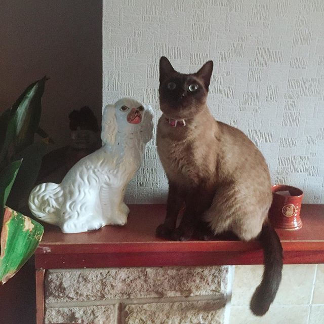 AnnaFCSmith's tweet photo. Ornaments.
.
#siamesecat #dog #hearthspaniels #firesidedogs #staffordshiredogs https://t.co/mIDKOzTukr https://t.co/H49XgILUrs