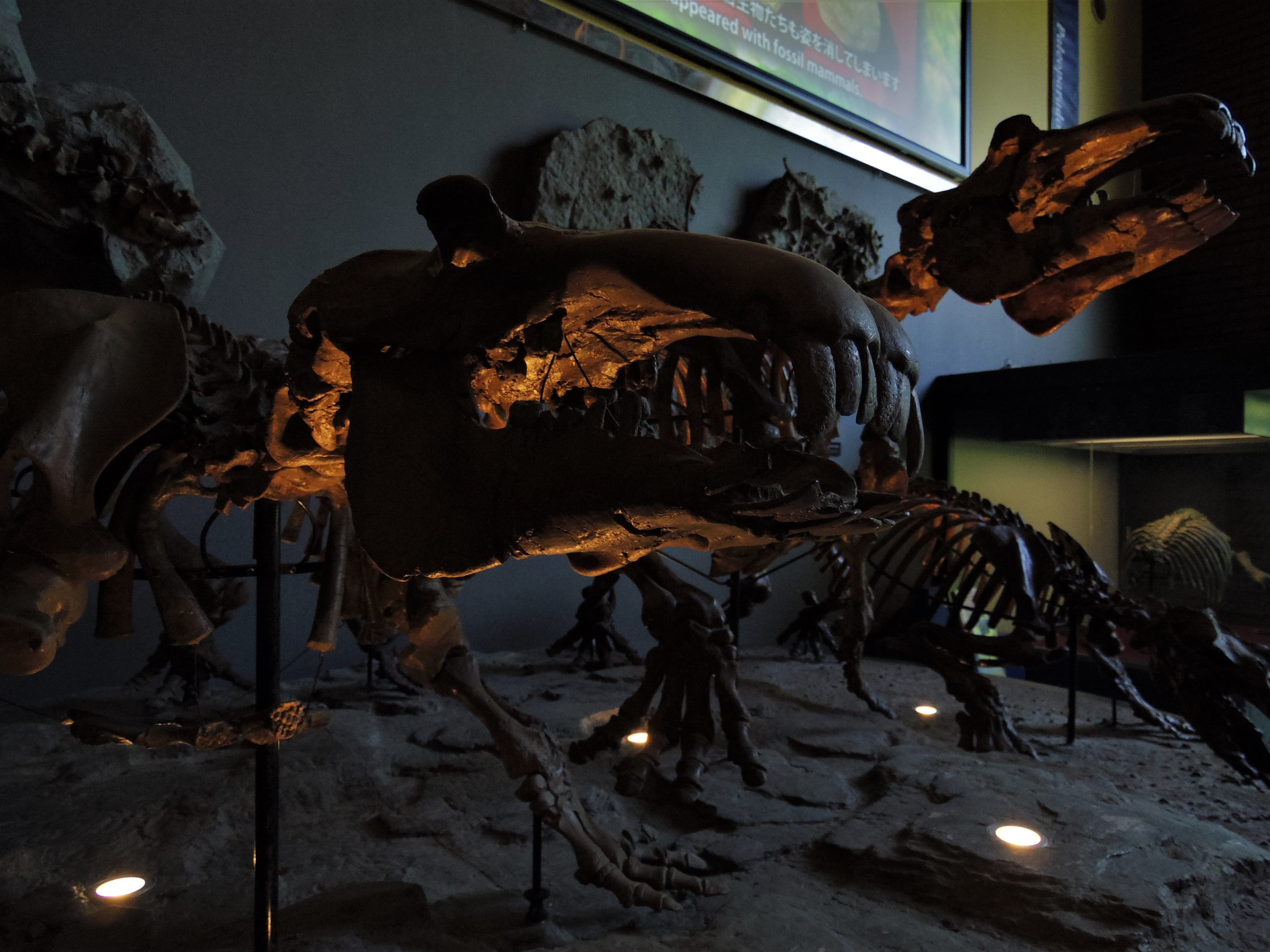 Hidamari 埼玉県立自然の博物館にて 秩父地方で発掘された化石 現在の生態 地質に関する興味深い展示が充実しております 大人も子どもも楽しめて 自由研究にピッタリの場所です 埼玉県 秩父郡 長瀞 埼玉県立自然の博物館 メガロドン パレオ