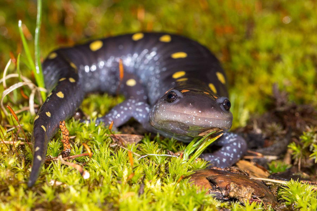 newt_time's tweet image. silly moss e crunche’r