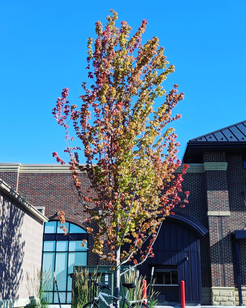 larsleafblad's tweet photo. Fall......is coming.
#mnwx #autumnenthusiast #fallfan https://t.co/QY958IC2JJ