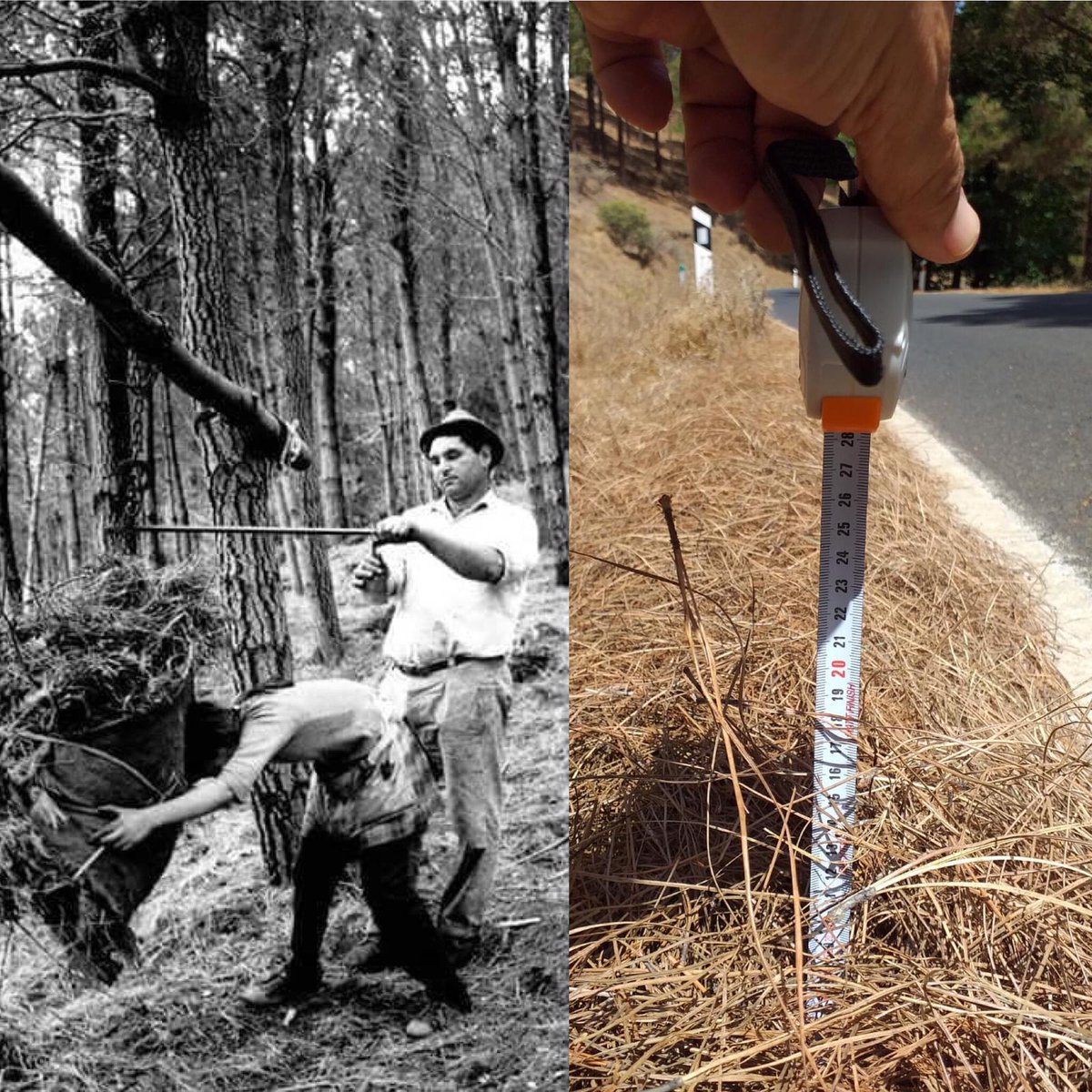 LaLupaJudicial's tweet photo. Nuestros abuelos sabían cuidar los bosques y no había prohibiciones, ni sanciones por cuidar y limpiarlos...la nefasta Administración es la culpable de los más de 20 centímetros de pinocha.
#incendiograncanaria https://t.co/ii1A6Jt7x5