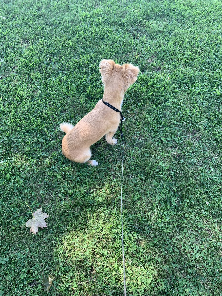 Kodiva22's tweet photo. Front and back ❤️🐶😍#MoreSmilingPupsPlease https://t.co/6d0Y3VEch2