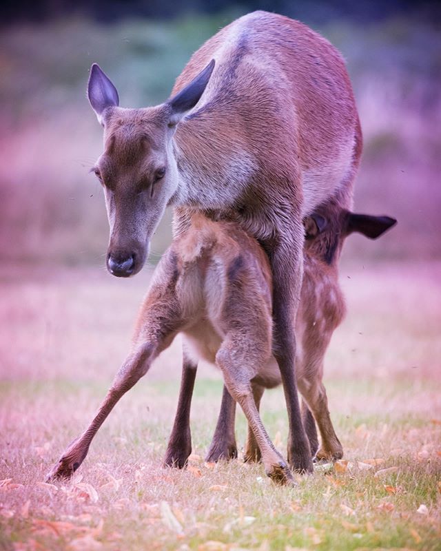 duncdesign's tweet photo. As it’s #worldphotographyday today here’s a shot from #bushypark of a doe and her fawn enjoying the evening  sun. #wildlife #wildlifephotography #nature #naturephotography #naturelovers #family #outdoors #moleseylife #molesey #hamptoncourt #teddington #b… https://t.co/D0CGUIBLEo https://t.co/RYeIjAFW9m