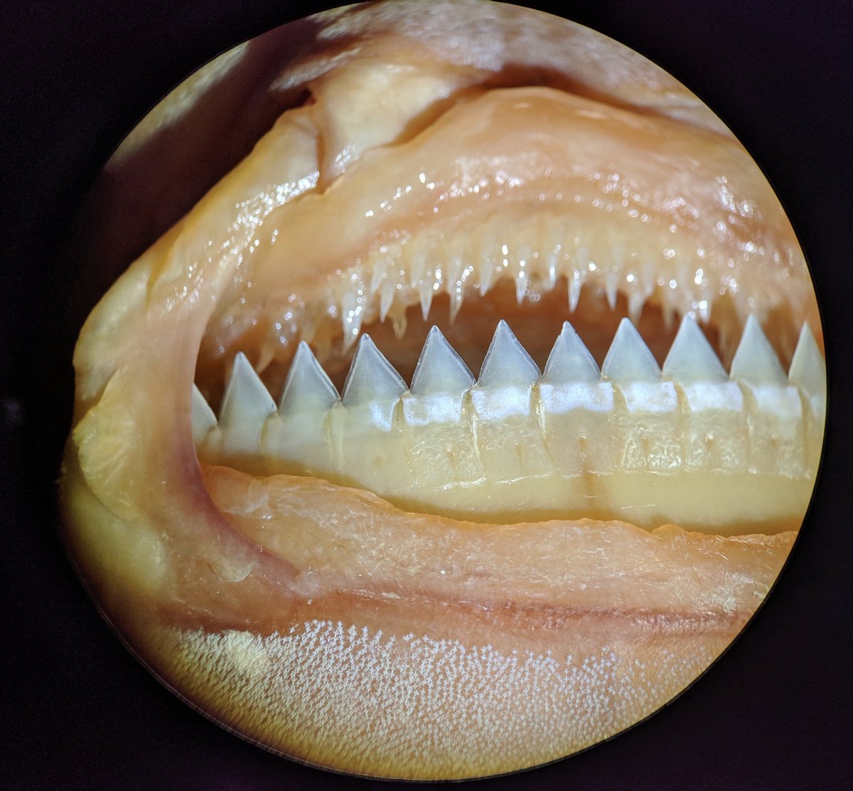 garethjfraser's tweet photo. C is for Cookie-cutter.. with a set of pretty awesome teeth! 🦈🦈🦈 Lower blade-like cutting teeth are linked and the whole row replaces together. Upper teeth are small and pointed, used to hold position when feeding! #shark #deepseasharks #cookiecutter #teeth https://t.co/unsVLZ5Ncw