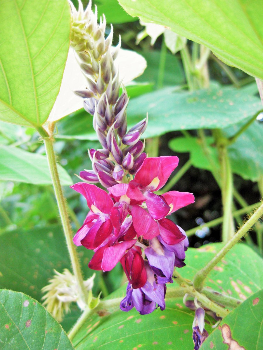 葛の花踏みしだかれて色あたらしこの山道を行きし人あり 徹底解説 意味や表現技法 句切れなど 短歌の教科書 短歌の作り方 有名短歌の解説サイト