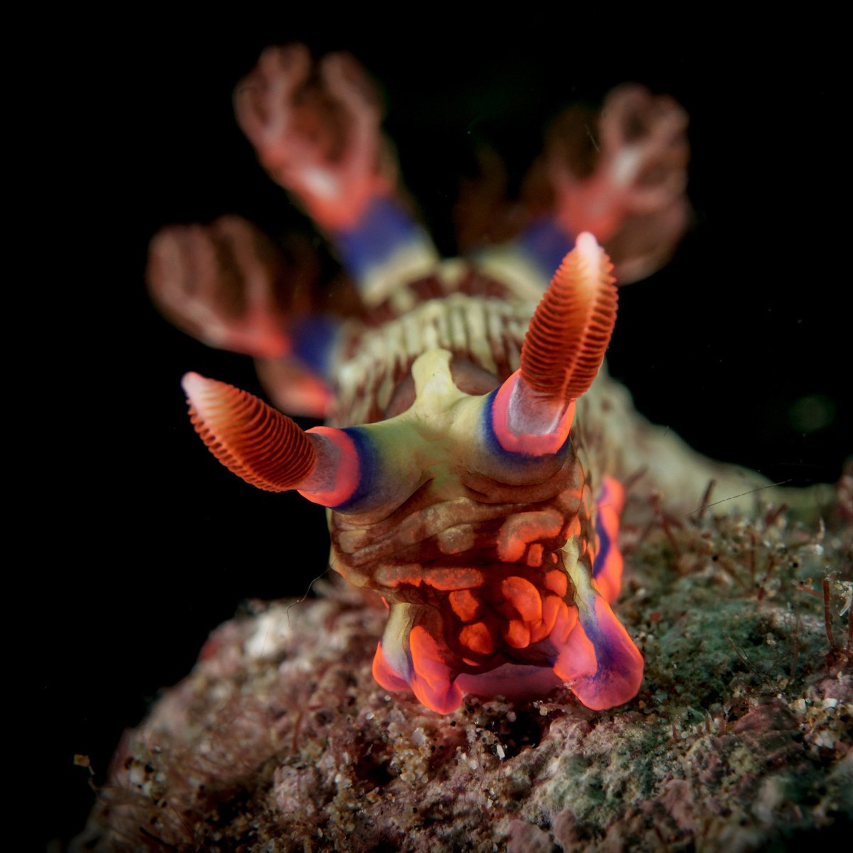 Over 2,000 species of nudibranch (NEW-dih-bronk) exist in the world, each sporting a brilliant array of colors and patterns. These psychedelic sea slugs get their colors from their diet!