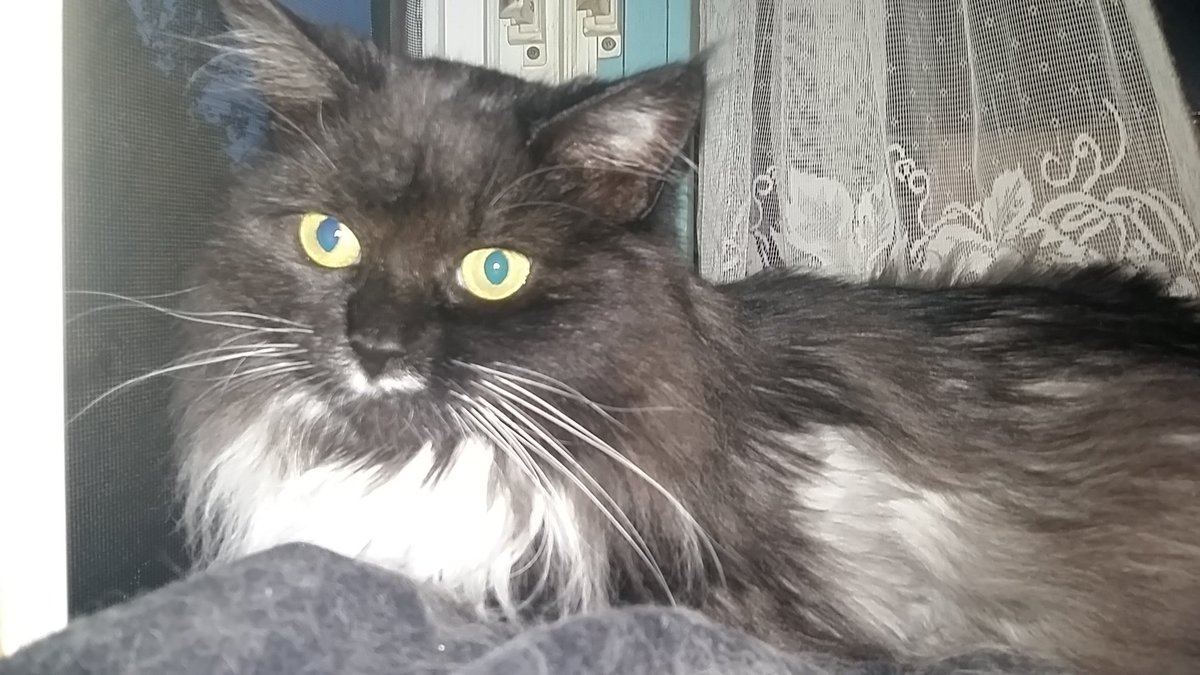 VJAllison1974's tweet photo. Marnie wishes her Minions a "Good Evening". #PrincessFluffyButt #mainecoon #authorslife https://t.co/eKdpeVuaKd
