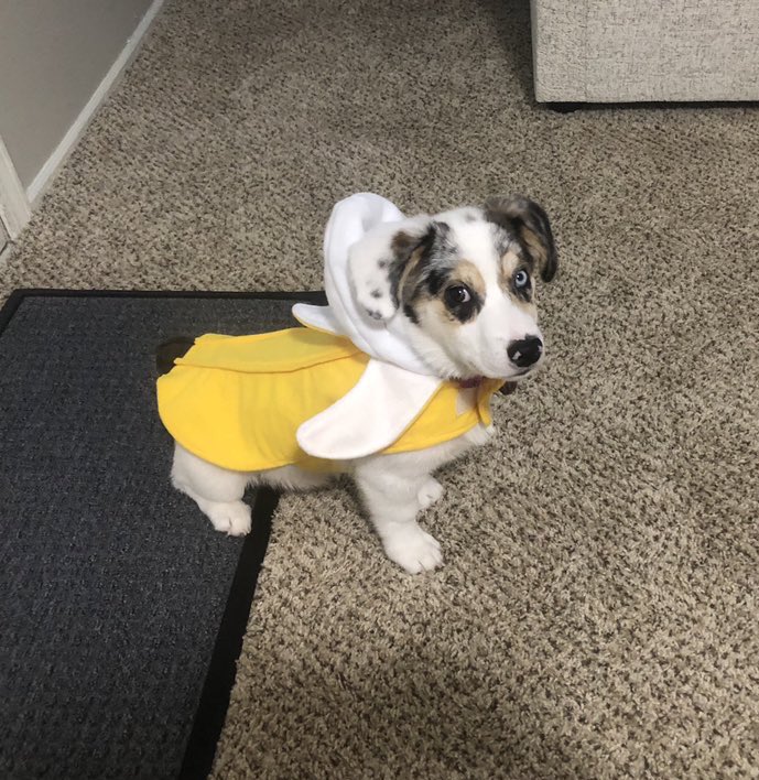 You cannot be serious. We only rate dogs. Please don’t send bananas. It makes our job so much more difficult. Thank you... 13/10